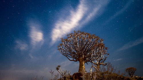 Quiver tree in the moon shine under starry sky with white clouds 