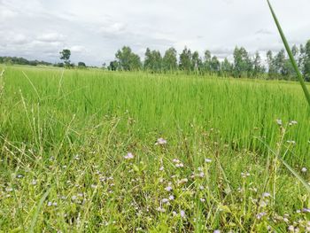 Scenic view of field against sky