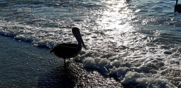 High angle view of bird in sea