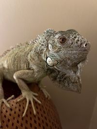 Close-up of iguana