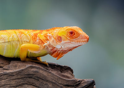 Close-up of lizard
