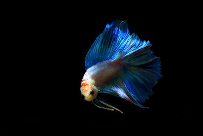 Close-up of fish swimming in aquarium