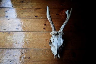 Close-up of animal skull