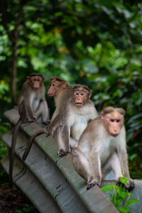Close-up of a monkey group hanging out, while one gets awestruck by the camera