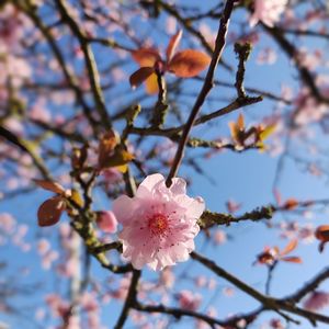 Close-up of cherry blossoms in spring