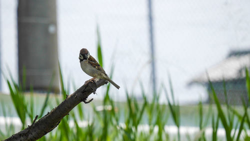 Close-up of bird perching on a plant