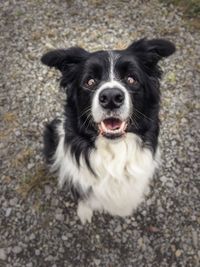 Close-up portrait of dog