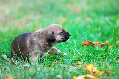 View of a dog on field