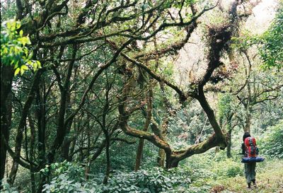 Low angle view of woman walking on tree