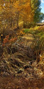 Plants growing on field in forest