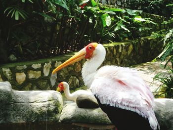 Close-up of duck