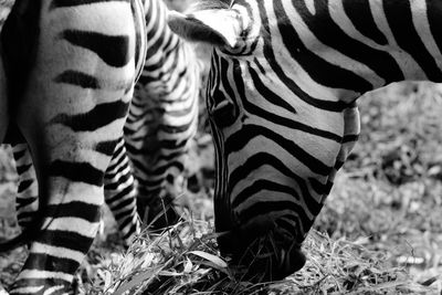 Close-up side view of zebra