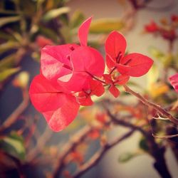 Close-up of red flower