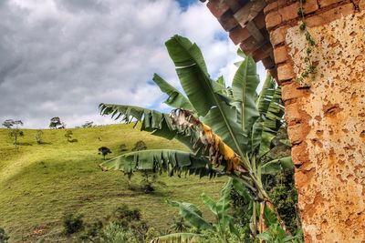 Banana trees growing on grassy field against cloudy sky