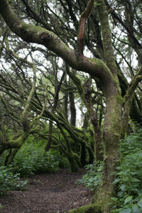 Trees in forest