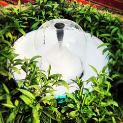 Close-up of white horse in back yard