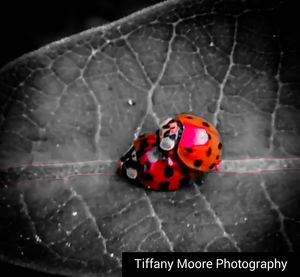 Close-up of ladybug