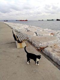 Dog on beach