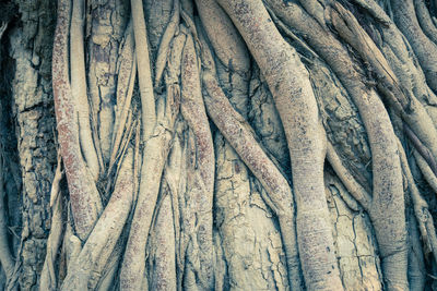 Full frame shot of tree trunk in forest