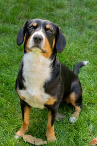 Dog standing on grass