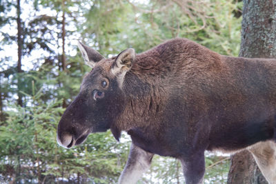 A beautiful wild moose in the winter