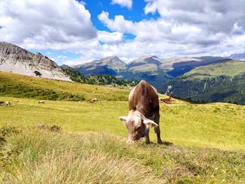 View of a horse on field