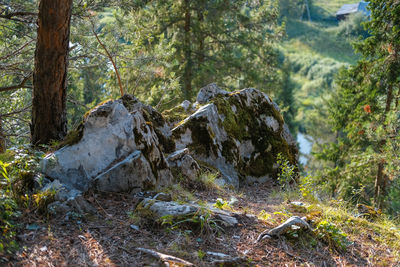 Scenic view of forest