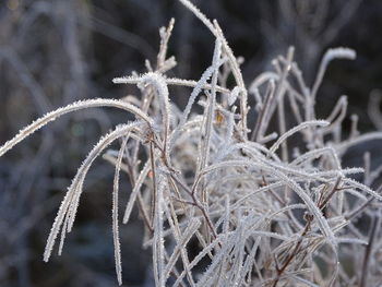 Close-up of frozen plants during winter