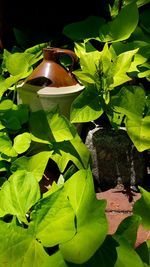 High angle view of green leaves on potted plant