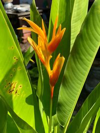 Close-up of flowering plant