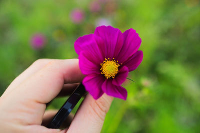 Close-up of hand holding purple flower