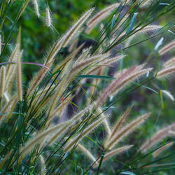 Close-up of plant growing on field