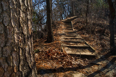 Footpath passing through forest