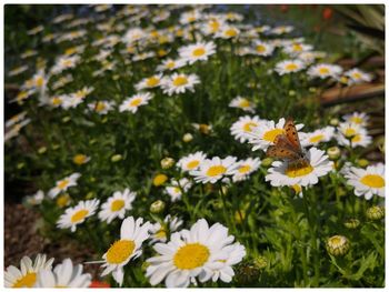 Close-up of daisy flowers