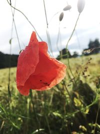 Close-up of red poppy flower in field