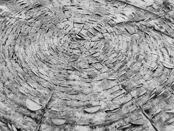 Full frame shot of tree stump