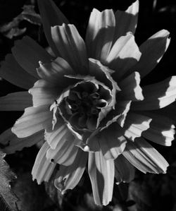 Close-up of flower blooming outdoors