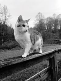 Cat sitting on wood against trees