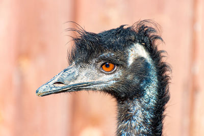 Close-up of ostrich looking away