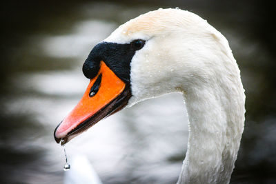 Close-up of swan