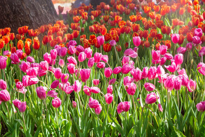Close-up of pink flowering plants on field