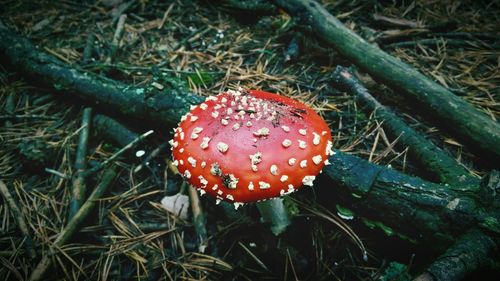 Close-up of plant growing on field