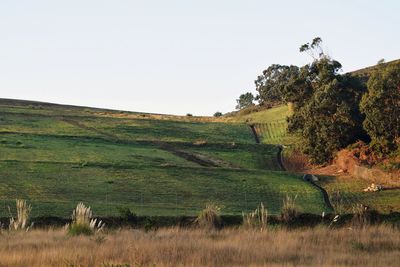 Scenic view of field against clear sky