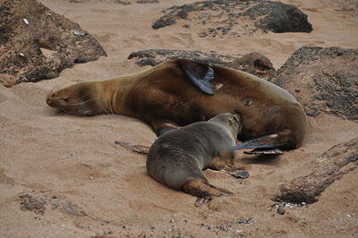 High angle view of sea lion