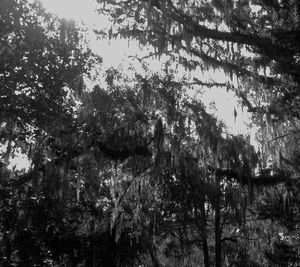 Low angle view of trees in forest against sky