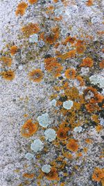 Full frame shot of lichen on rock