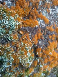 Close-up of lichen on tree trunk