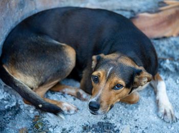 Close-up of dog