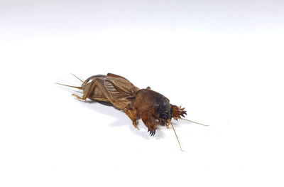 Close-up of bee over white background