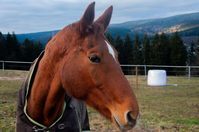 Horse standing in ranch